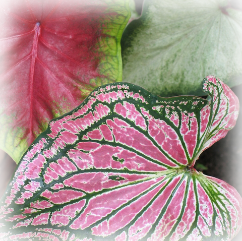 A group of caladiums.