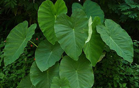 Giant Regular Elephant Ears