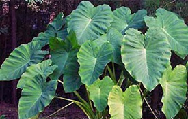Giant Upright Elephant Ears