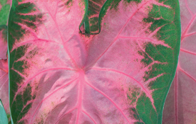 Pink Fancy Leaf