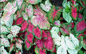 Mixed Caladium Bulbs