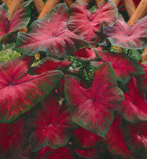 Red Specials