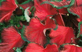 Red Fancy Leaf