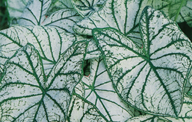 White Fancy Leaf
